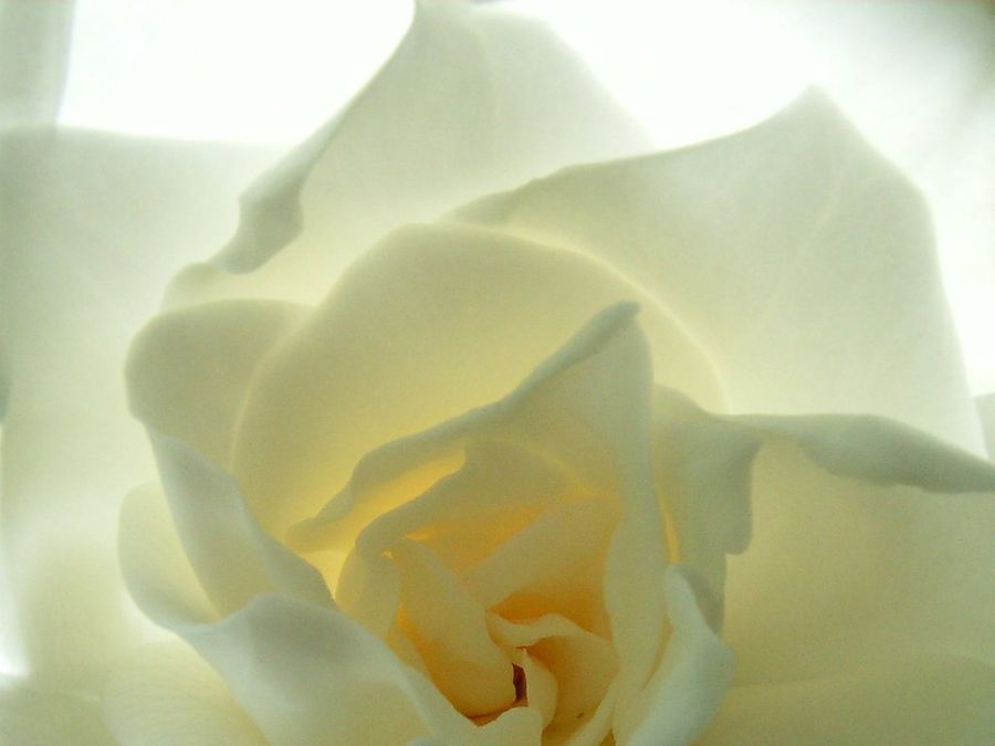 Gardenia jasminoides