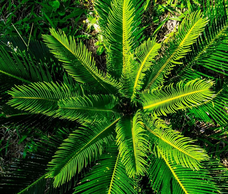 Palmeras, tropicales | Plantas