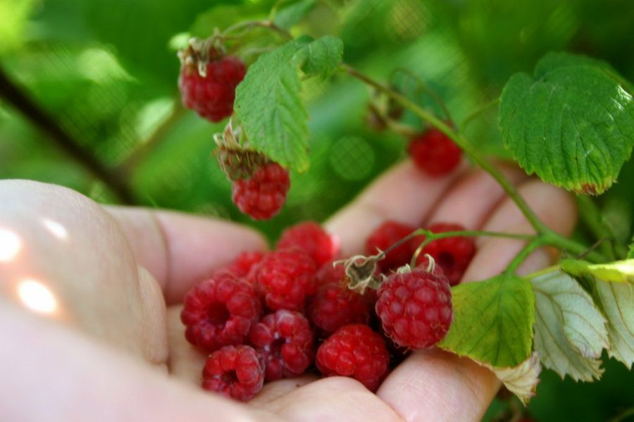 Rubus idaeus