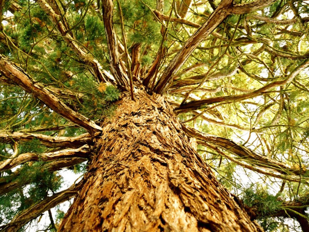 ARBOLES.-DESCRIPCION DE ARBOLES y PLANTAS DE LA CIUDAD DE SEVILLA Y SUS  ALREDEDORES.-1ª ENTREGA – Jardines sin fronteras, image size:1024x768