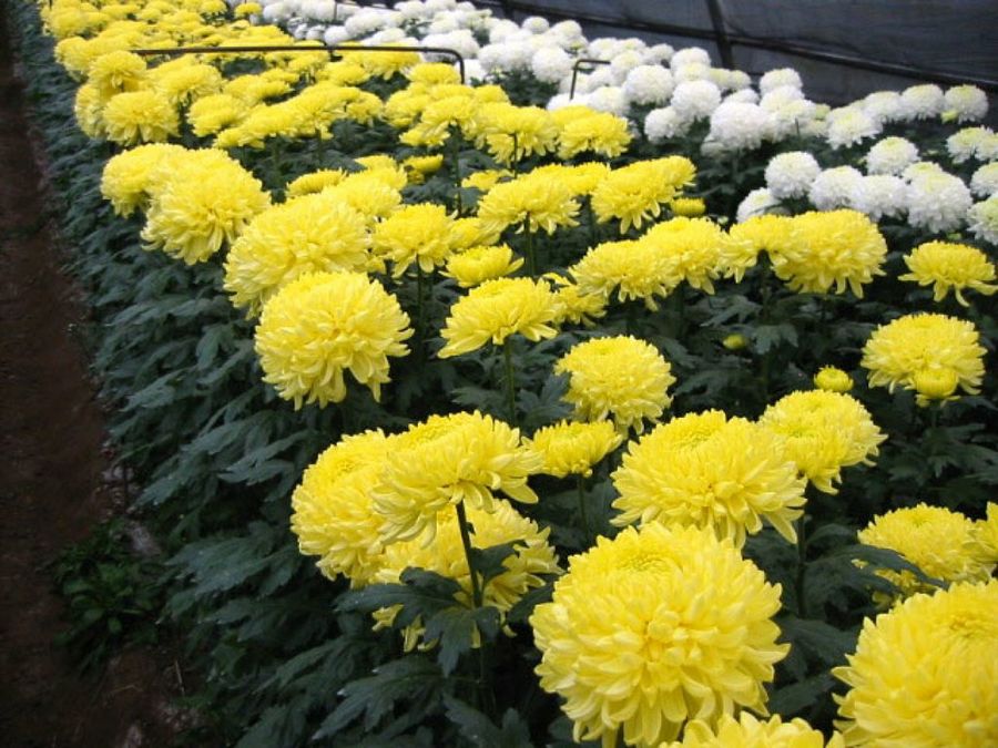 flores amarillas y blancas