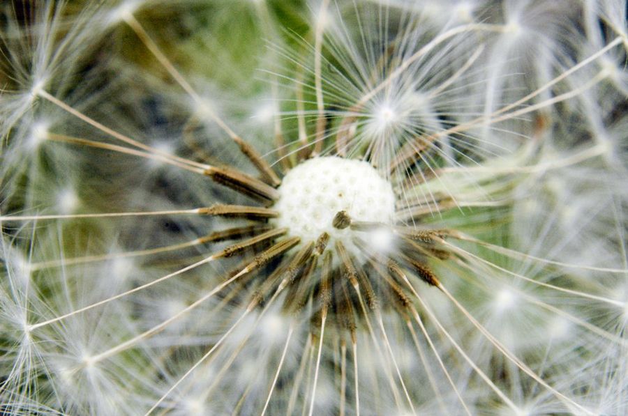 Diente de león