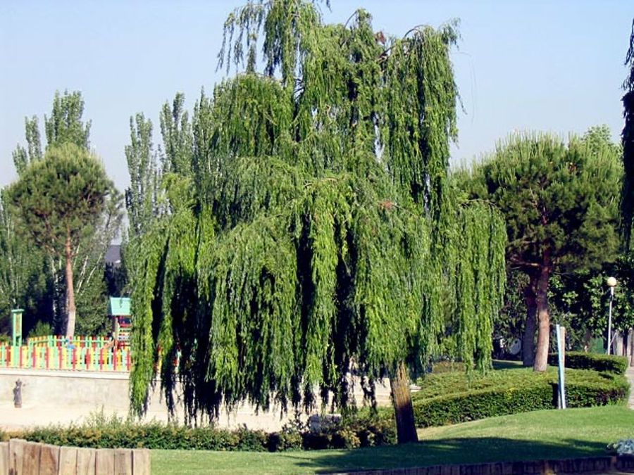 El Cica ficha técnica Plantas