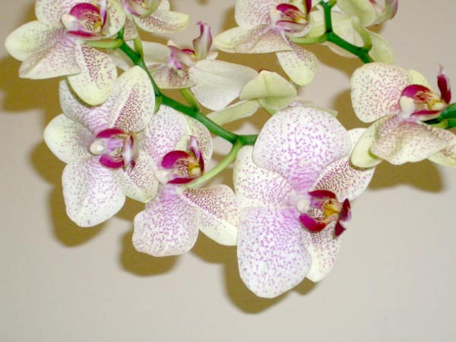 orquídea