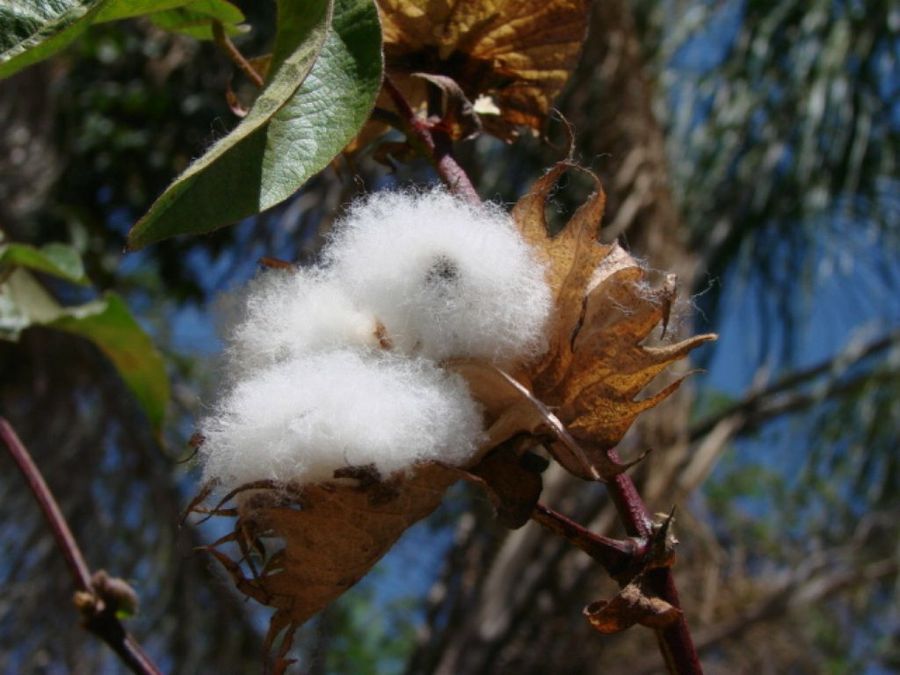 Gossypium