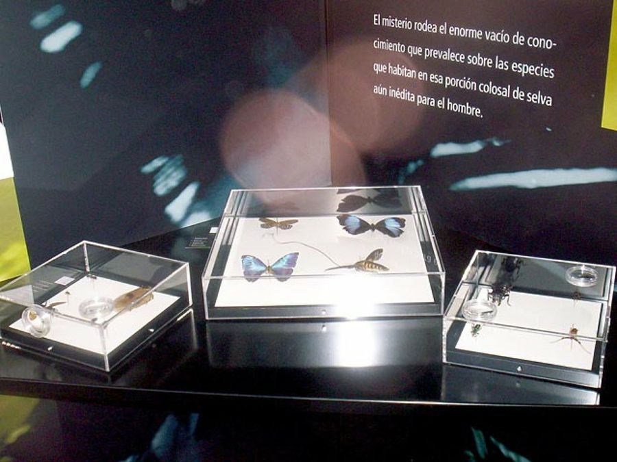 exposición mariposas