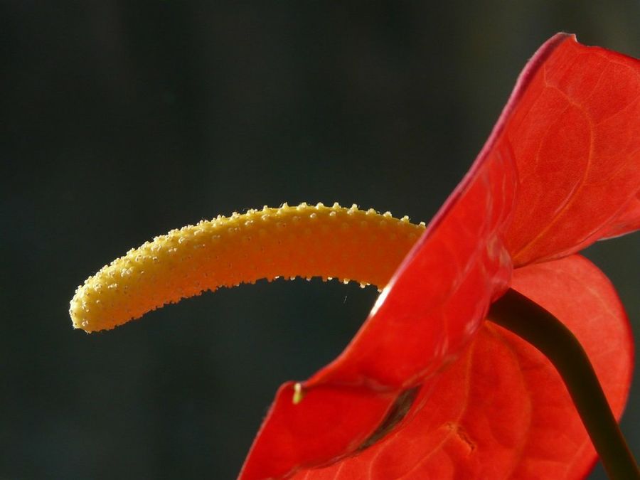 Anthurium