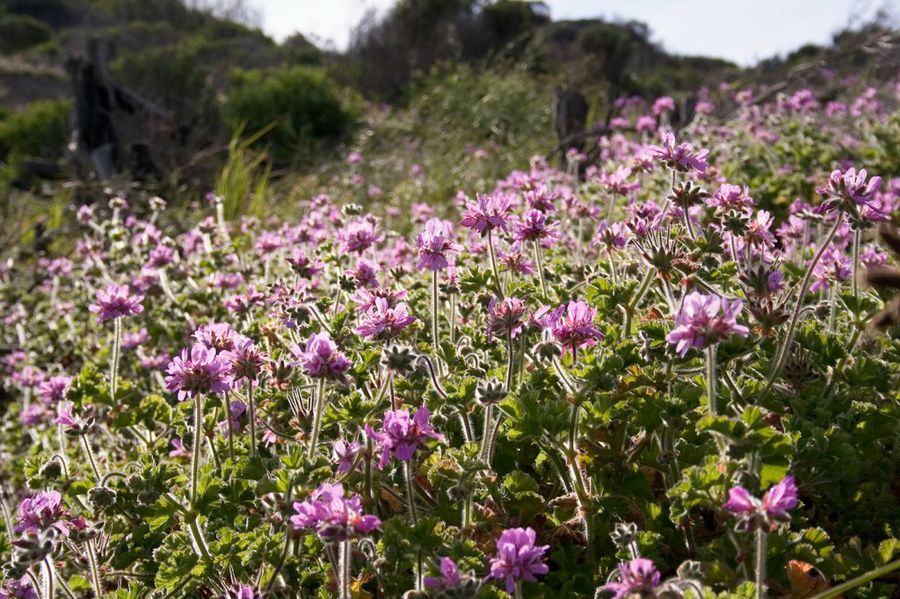 Pelargonium capitatum