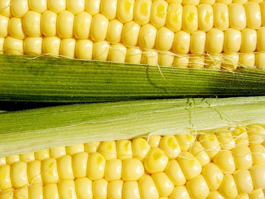 Maíz