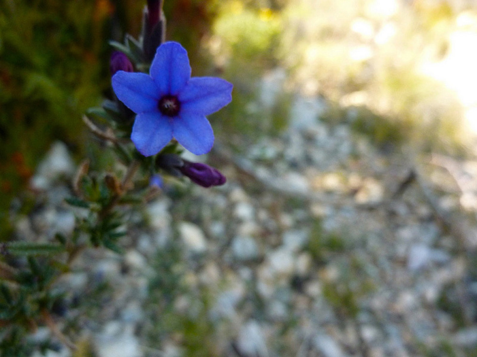 Violeta