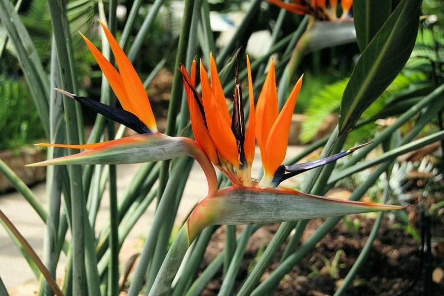 Strelitzia 