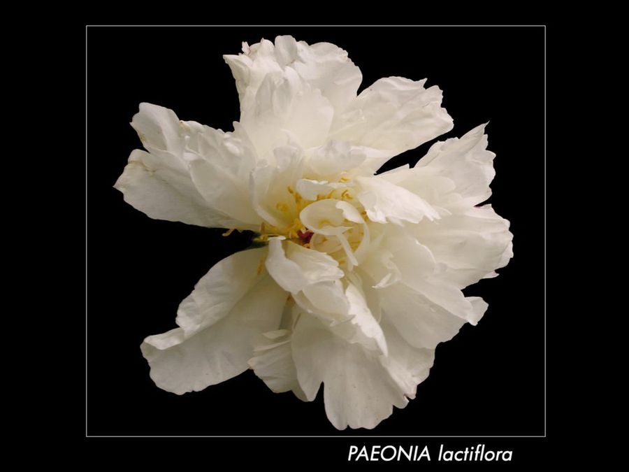 Peonía, una flor asiática | Plantas