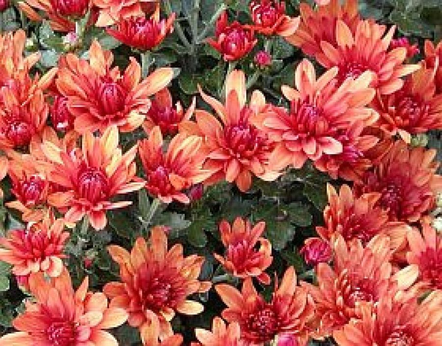 Margarita de invierno