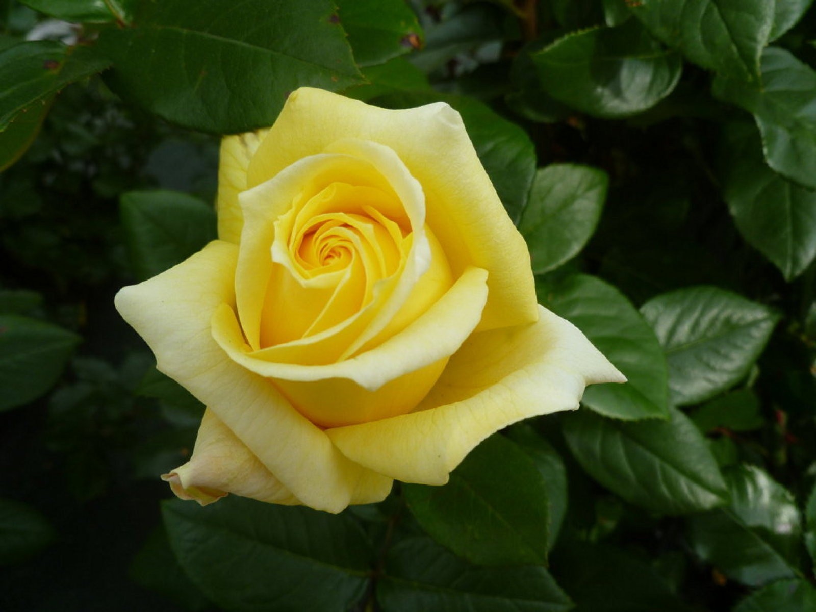 La rosa en la historia