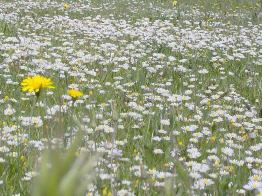 flores pradera