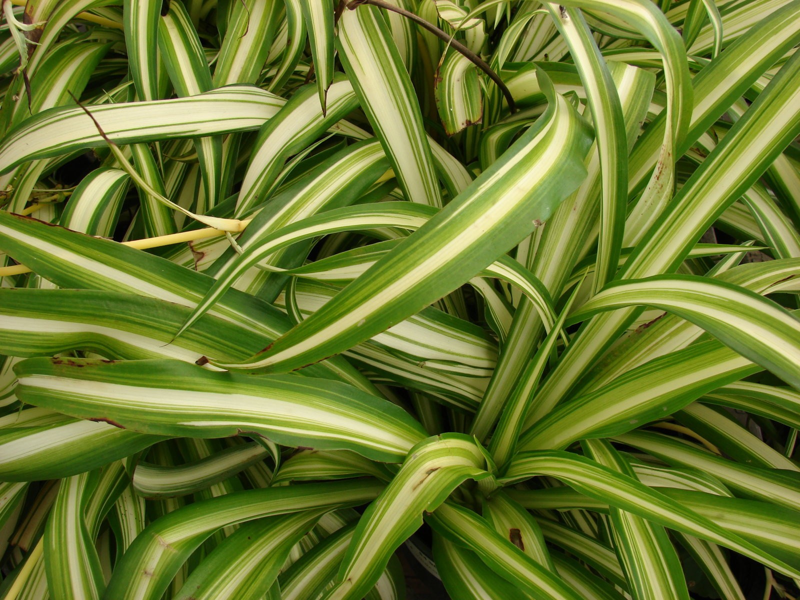 Chlorophytum comosum