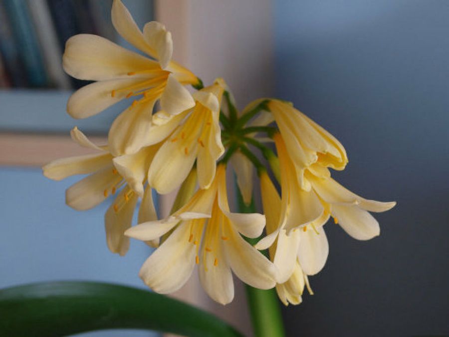 clivia 
