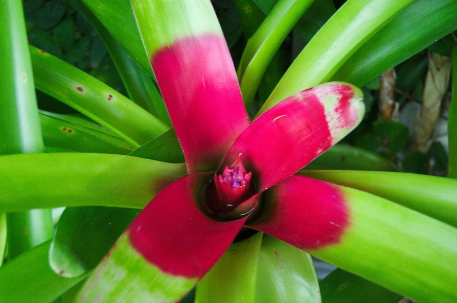 Bromelia