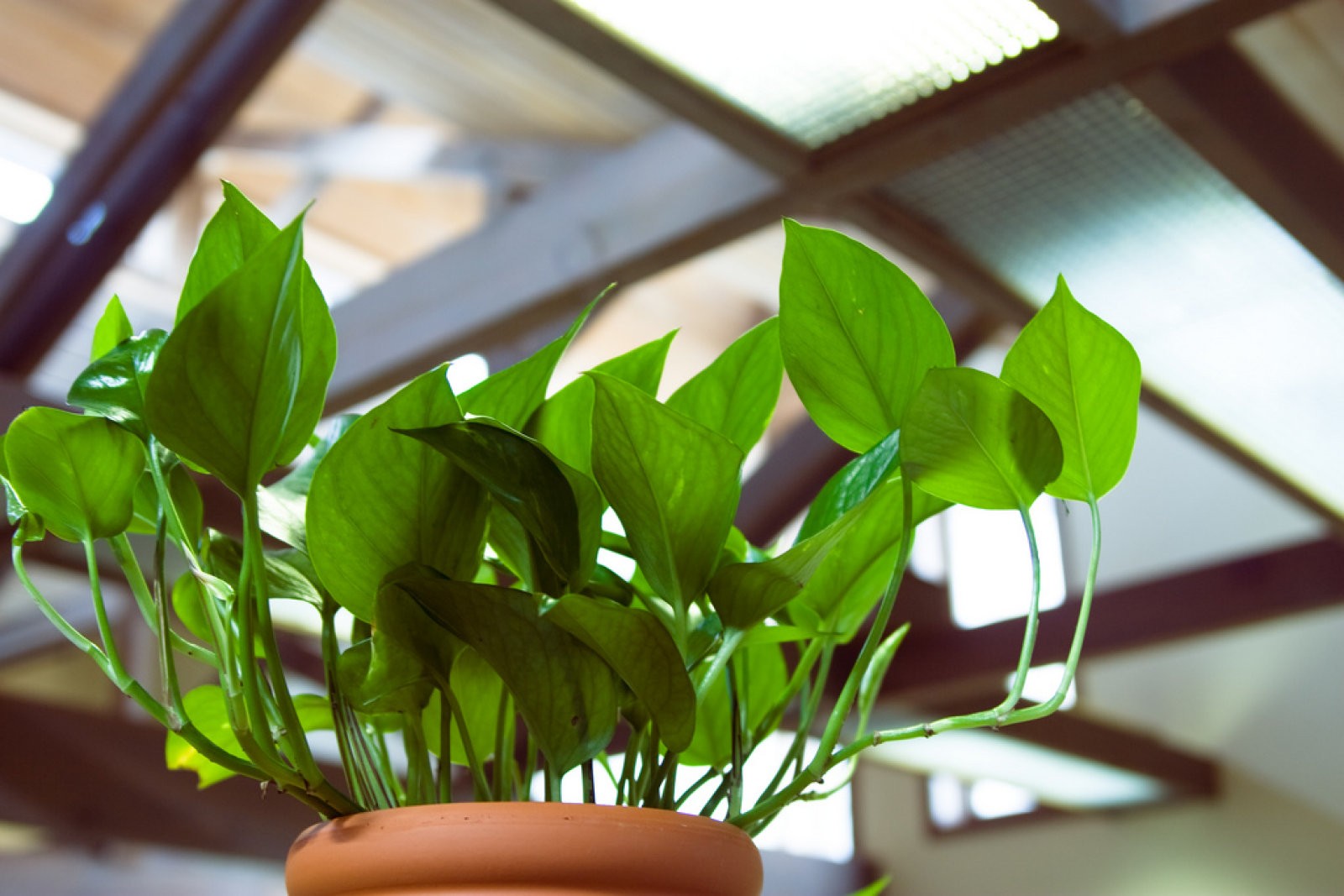 Pothos