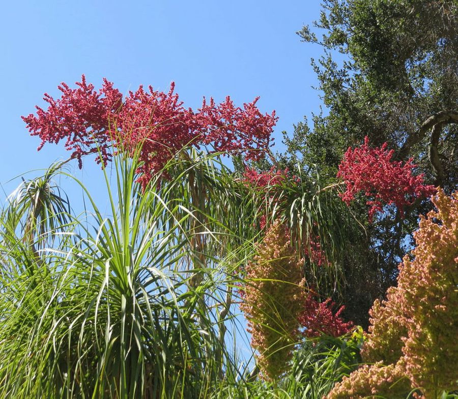 Beaucarnea Recurvata