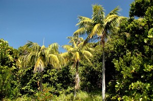 Howea forsteriana