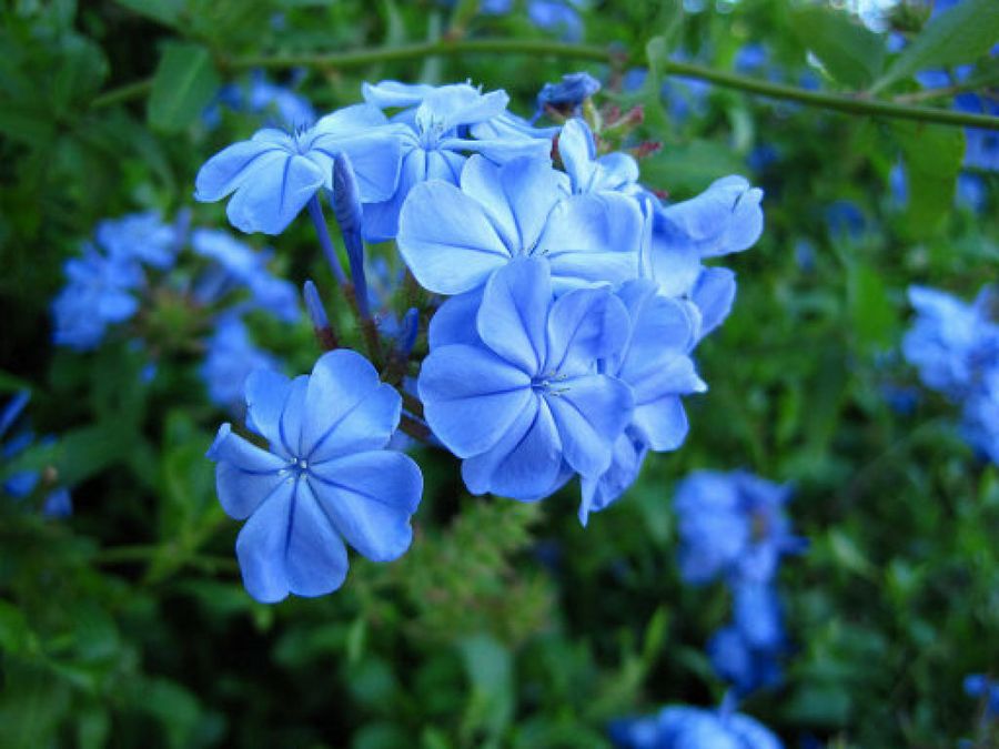 Plumbago, el habitante de las paredes | Plantas