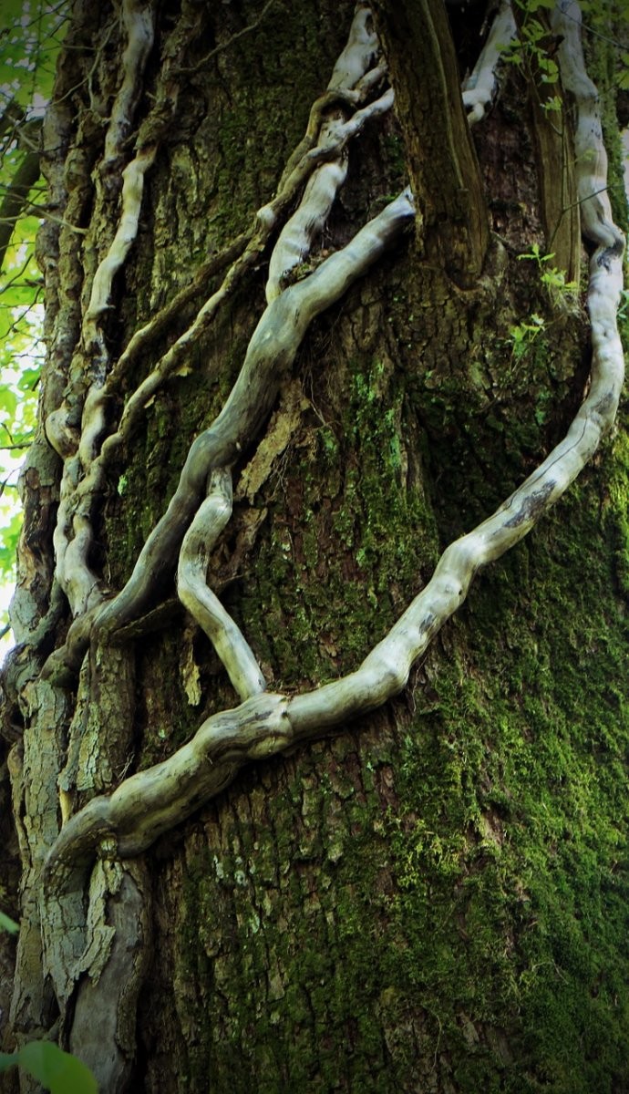 Enredadera en árbol