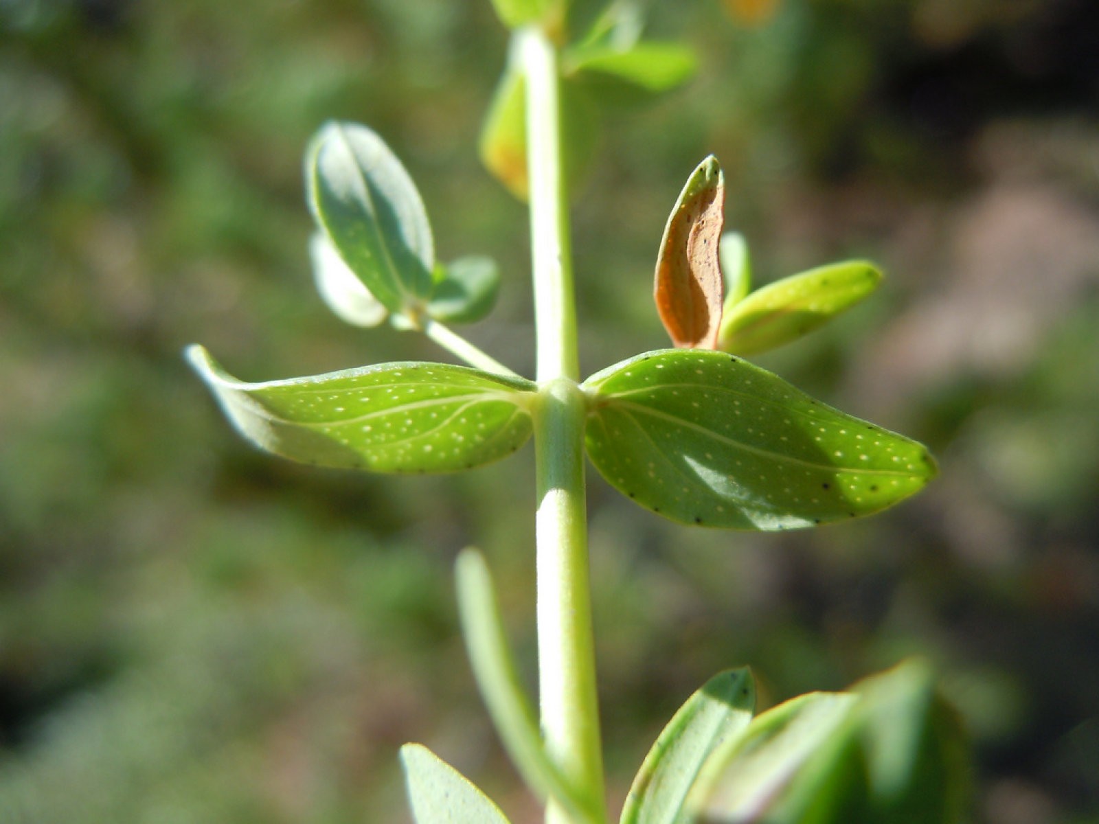 Hypericum Perforatum