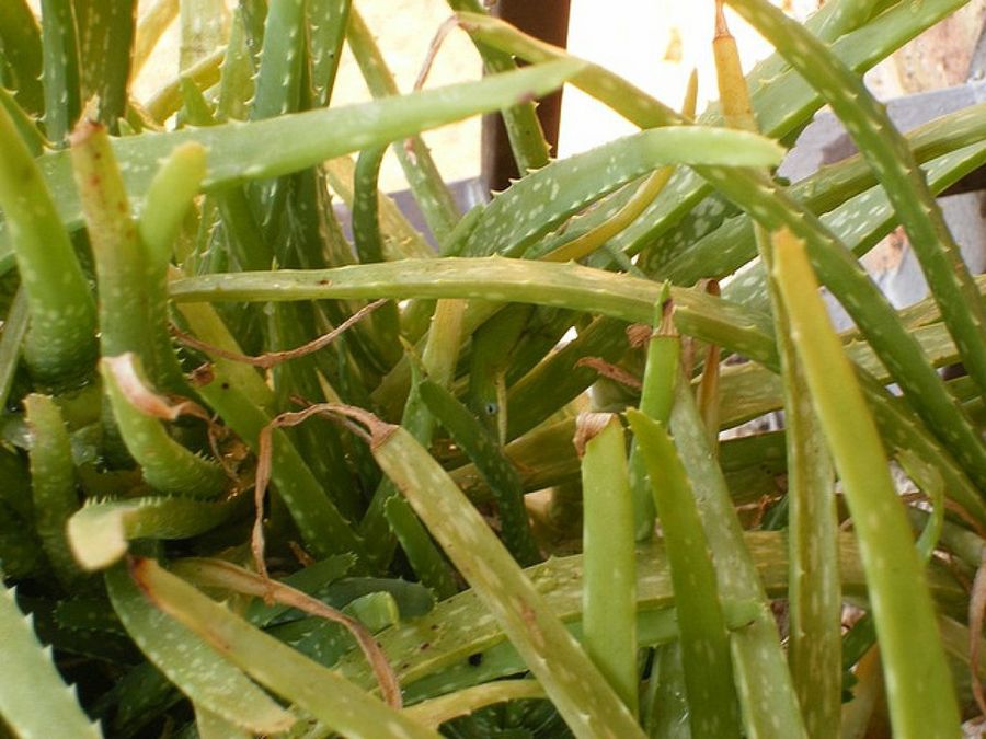 Aloe Vera