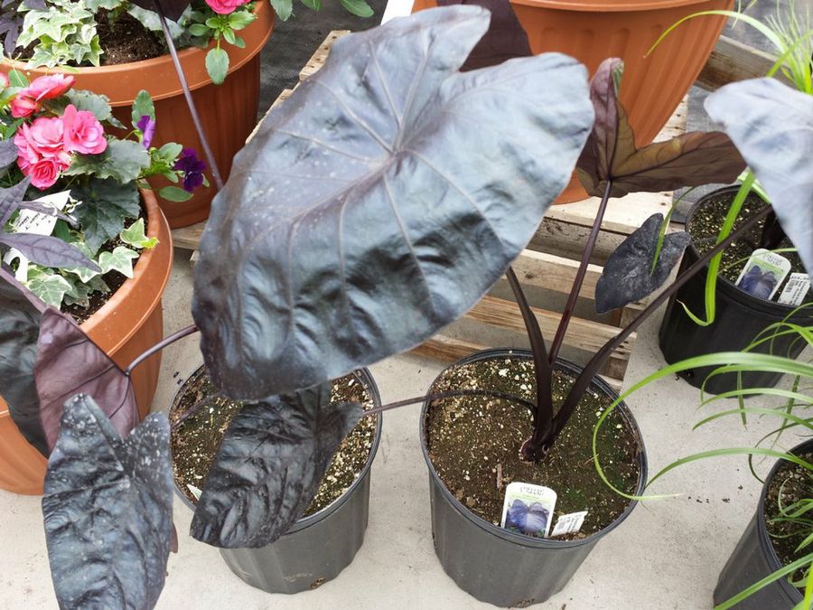 Oreja de elefante para nuestro jardín | Plantas Oreja de elefante para nuestro jardín | Plantas