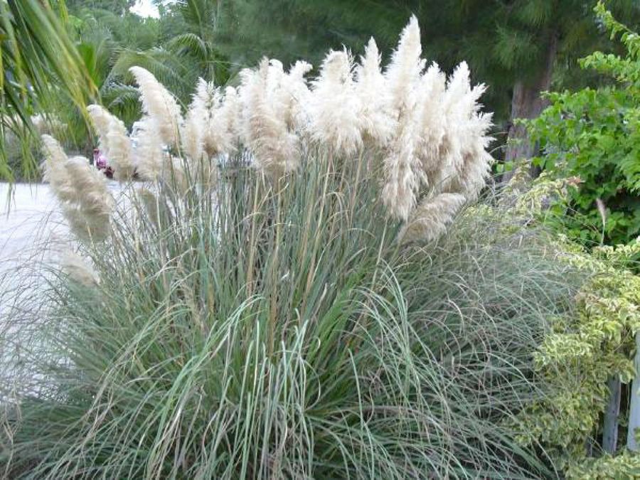cortaderia selloana