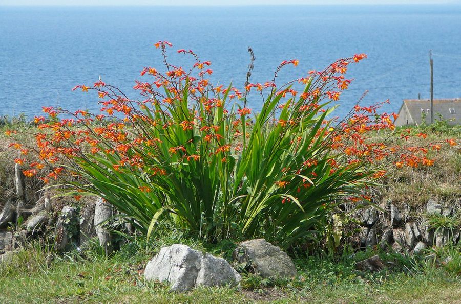 Montbretia