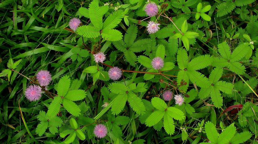 Mimosa pudica