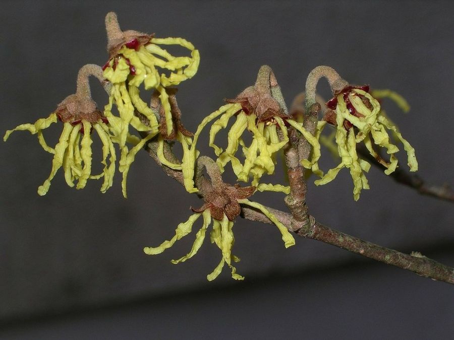Hamamelis
