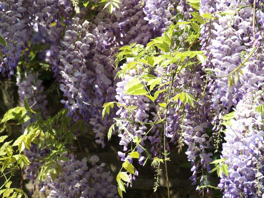 Wisteria