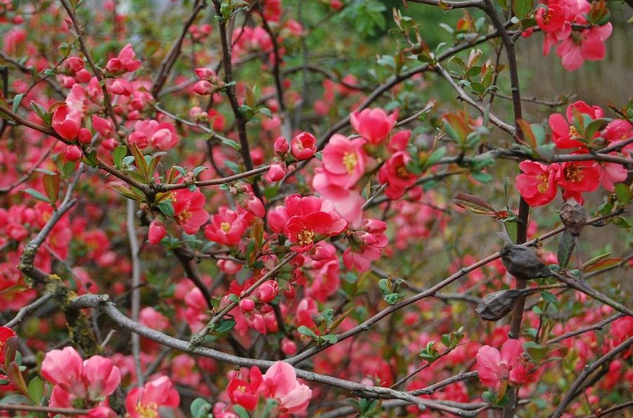 fruto de flor de membrillo