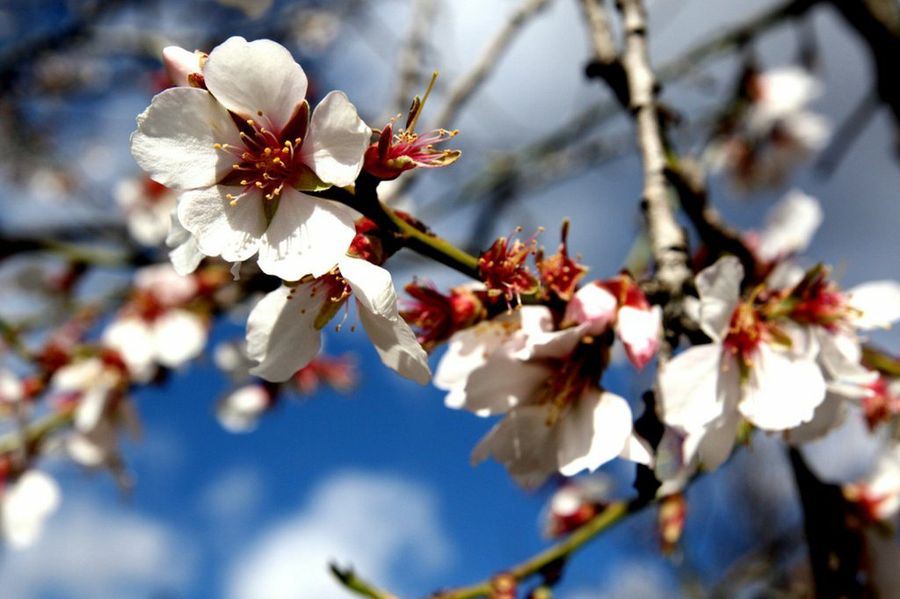 El almendro | Plantas