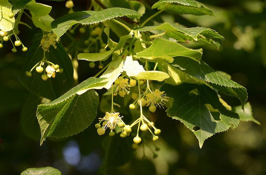 Tilia platyphyllos