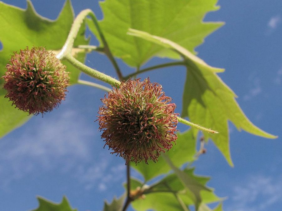 Platanus x hispanica