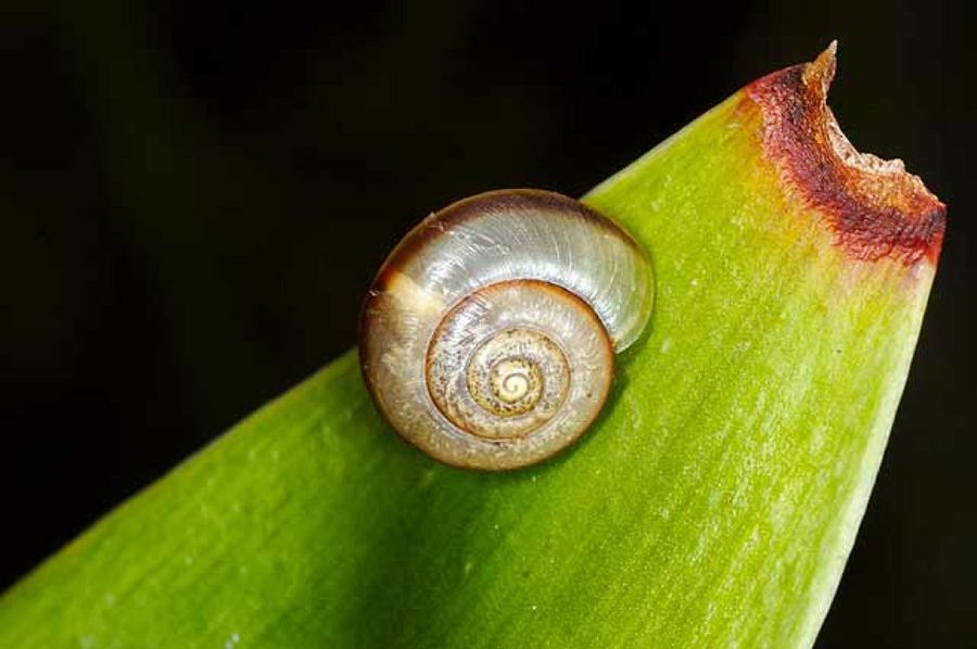 caracol