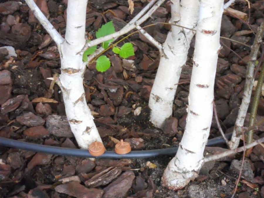 Riego por goteo. Ahorrar con el riego