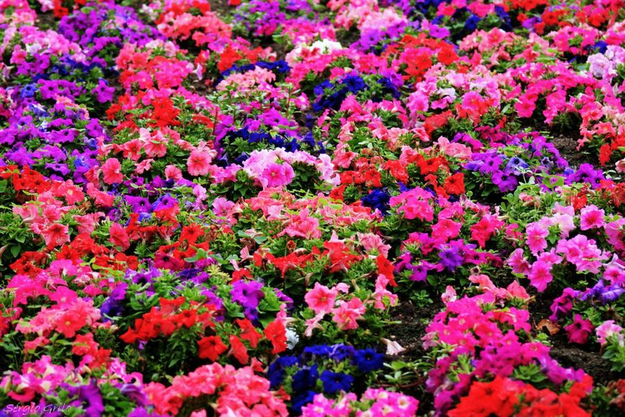 Violetas. Plantas anuales