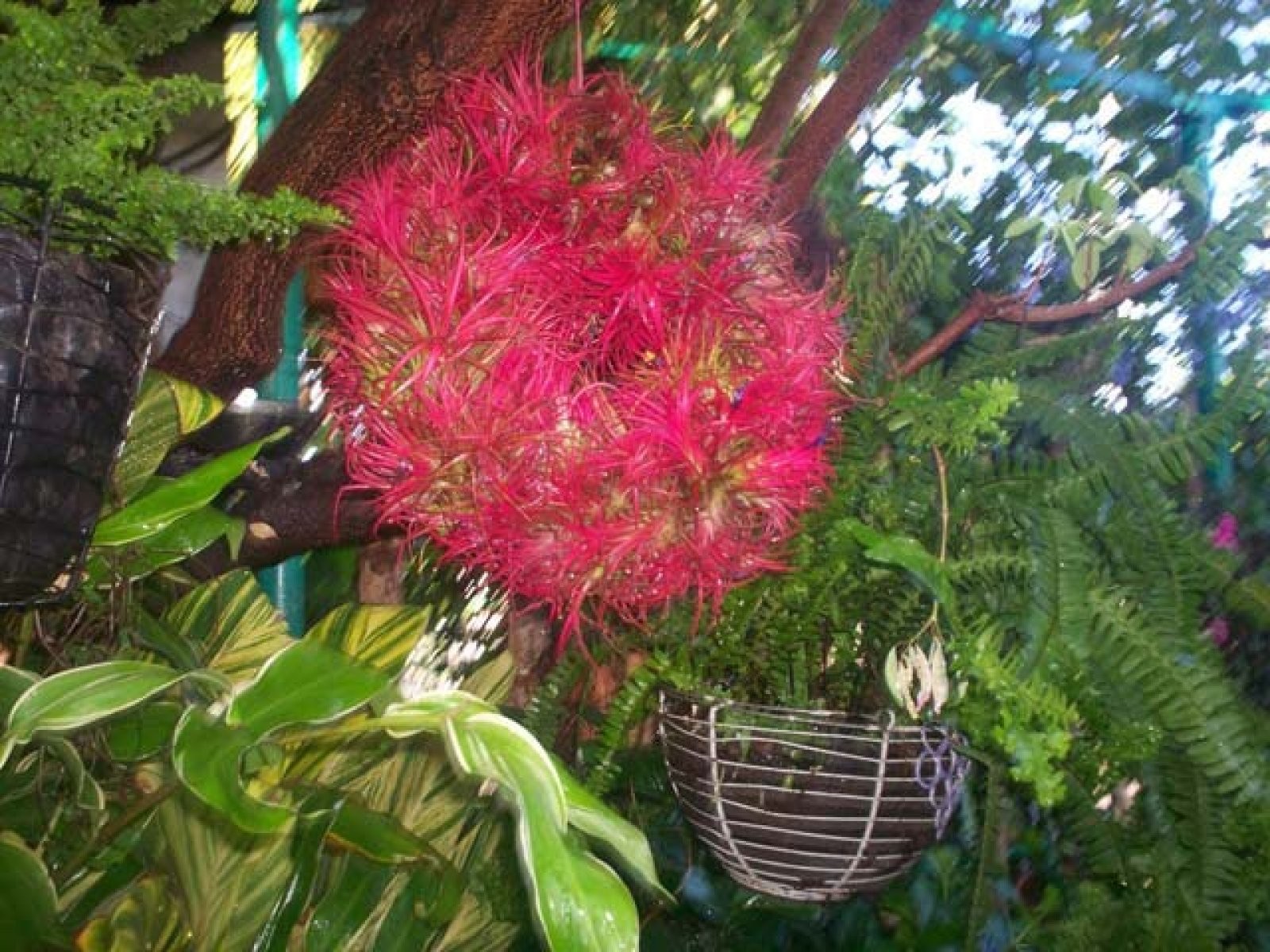 tillandsia ionantha