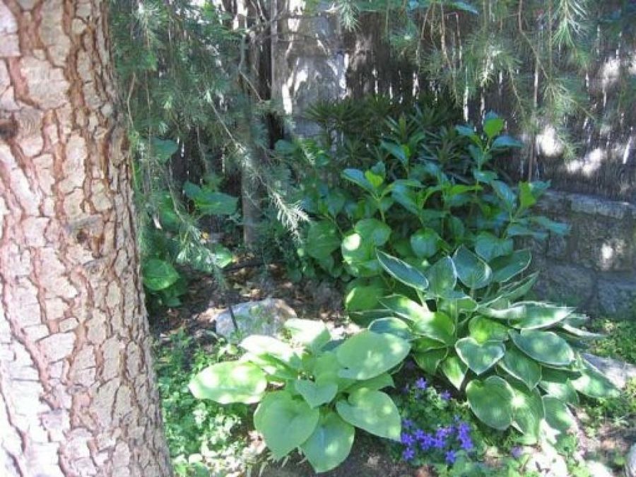 Jardín de Patricia