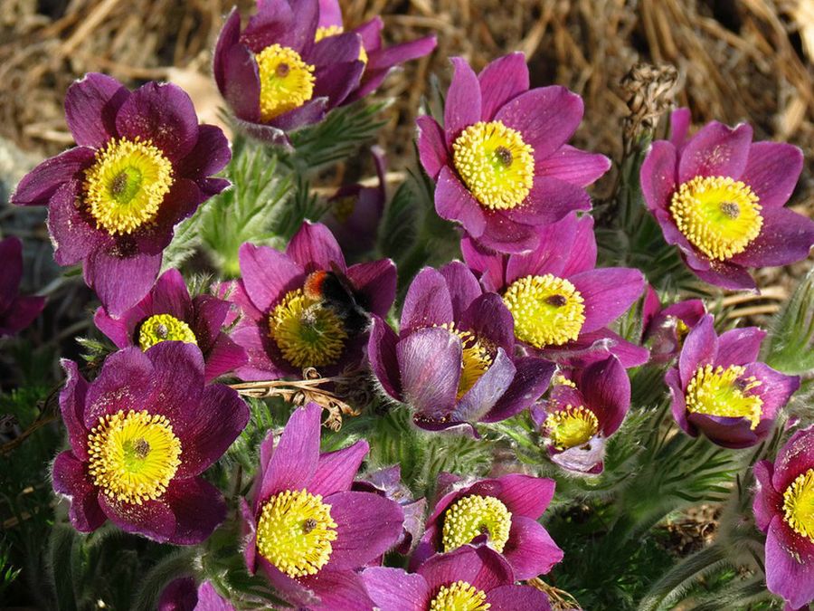 Pulsatilla vulgaris