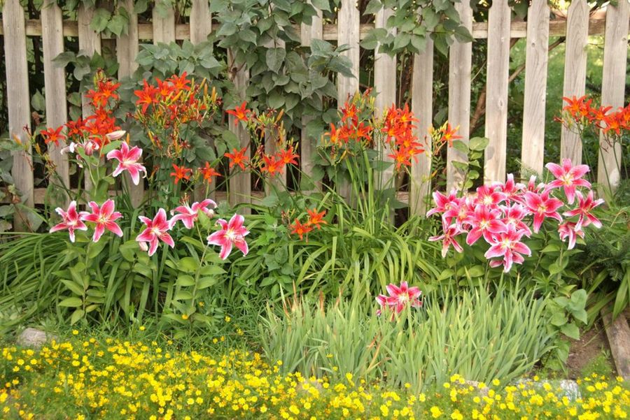Realizar un jardín: tips y recomendaciones | Plantas