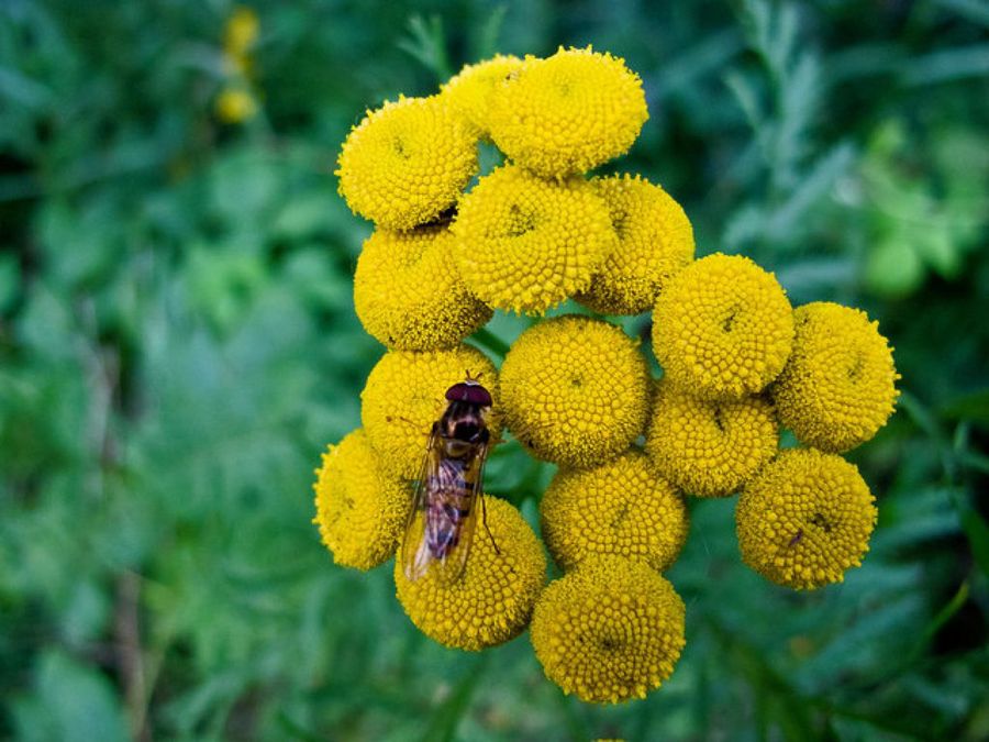 Tanacetum vulgare