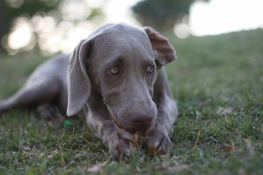 Weimaraner
