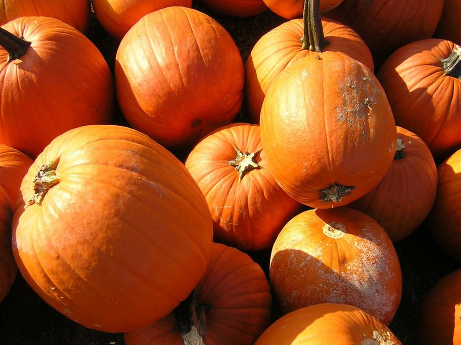 calabaza