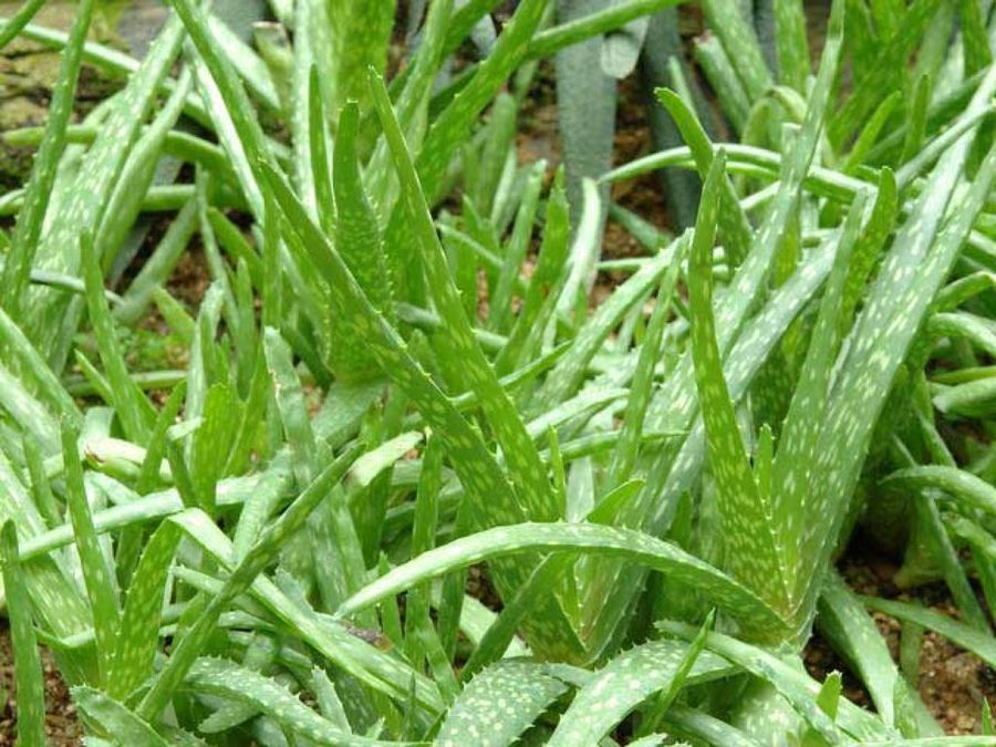 aloe vera